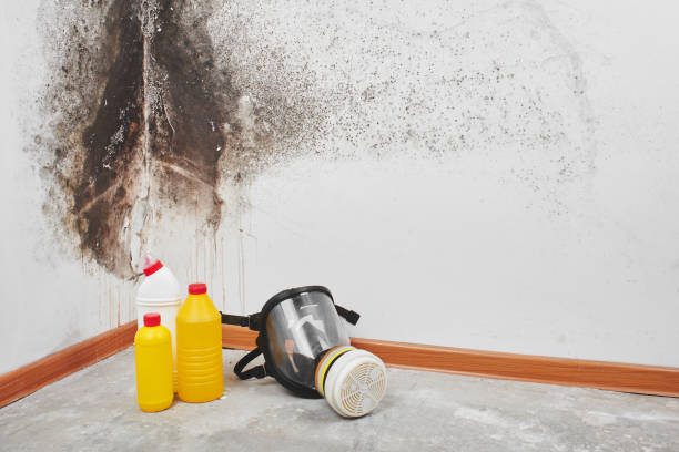 Best Black Mold Remediation in Ocean Park, WA