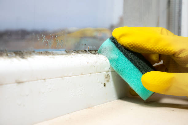 Best HVAC Mold Remediation in Ocean Park, WA