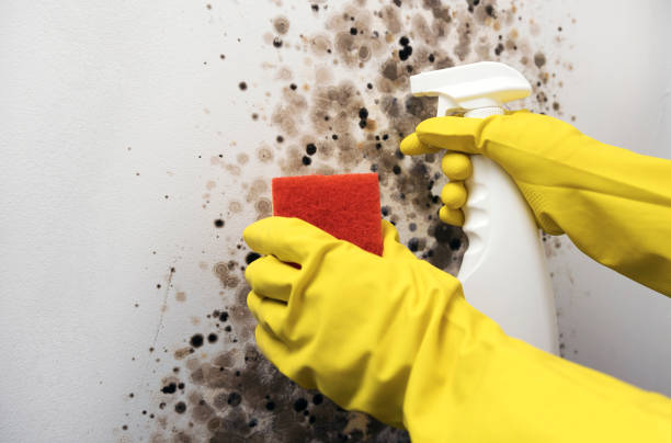 Best Localized Mold Remediation (e.g., coastal areas, humid climates) in Ocean Park, WA