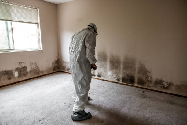 Best Insurance-Related Mold Remediation in Ocean Park, WA