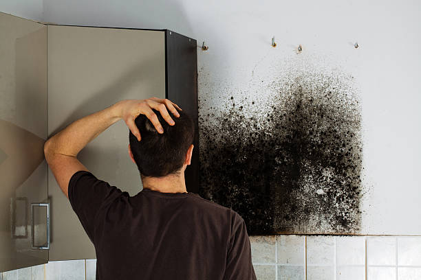 Best Residential Mold Remediation in Ocean Park, WA