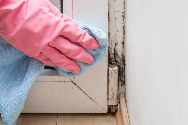 Ocean Park, WA Mold Remediation Company